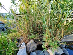 Bambusoideae