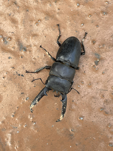 Serrognathus titanus castanicolor