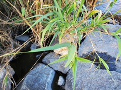 Bambusoideae