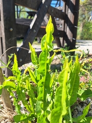 Baccharis trimera, photograph (c) Rocío Esmeralda Pose, some rights reserved (CC BY)
