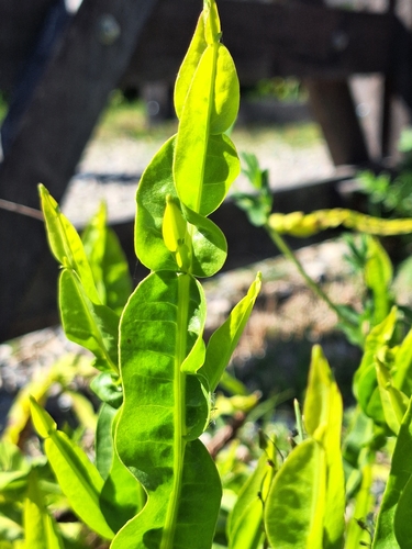 Baccharis trimera, photograph 5