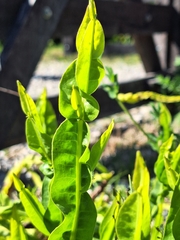 Baccharis trimera, photograph (c) Rocío Esmeralda Pose, some rights reserved (CC BY)