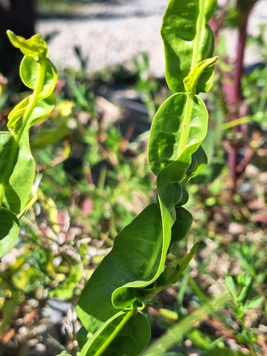 Baccharis trimera, photograph 6