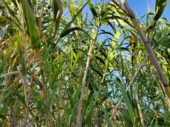 Bambusoideae