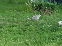 Streptopelia decaocto