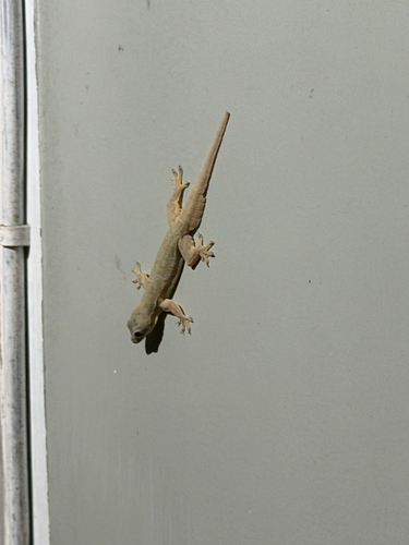 Hemidactylus platyurus