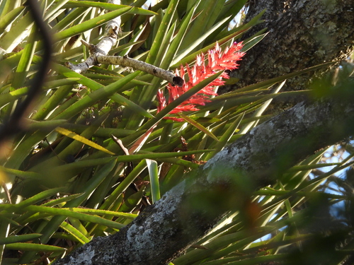 Brazilian vaseplant