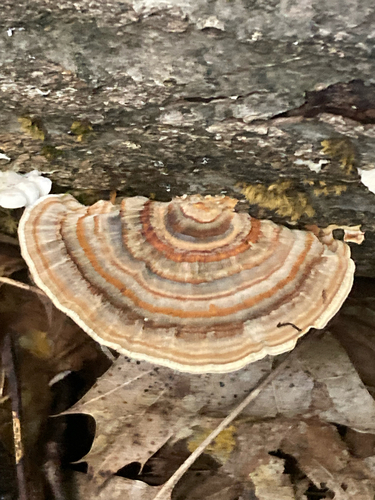 turkey-tail