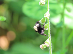 Bombus