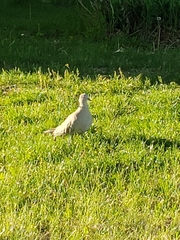Streptopelia decaocto