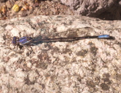 Argia munda