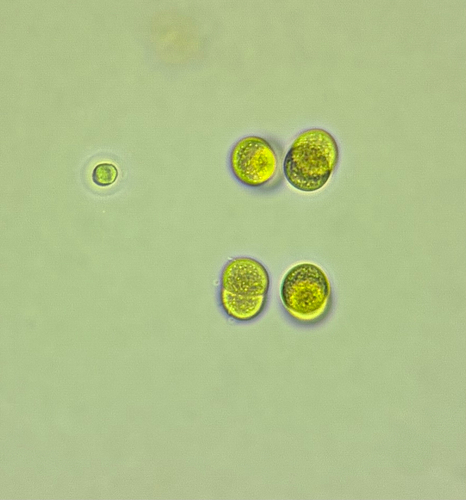 Limnococcus limneticus observed 2026-09-18