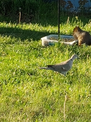 Streptopelia decaocto