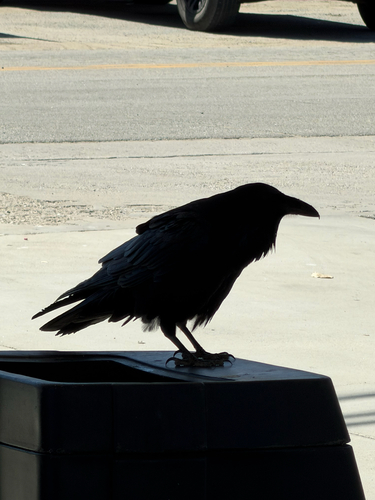 Common Raven