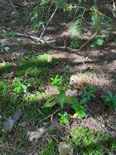 Broad-leaved helleborine