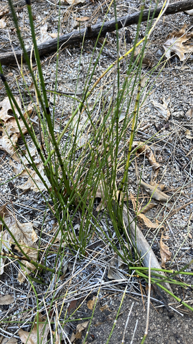 iNaturalist observation photo of horsetails