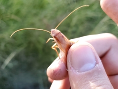 Shelfordella lateralis