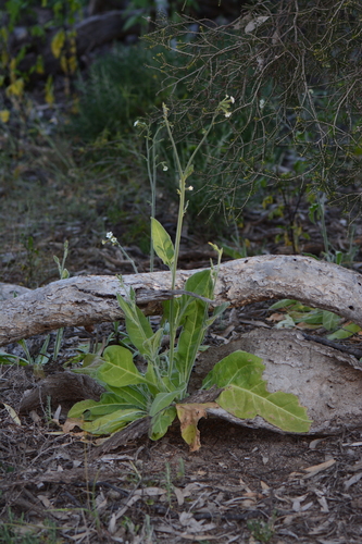 Nicotiana velutina, 2026-09-11