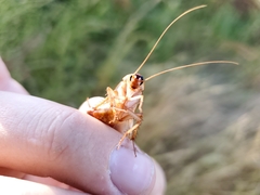 Shelfordella lateralis