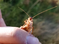Shelfordella lateralis