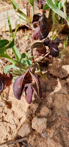 Field birthwort (Aristolochia maurorum)