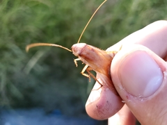 Shelfordella lateralis