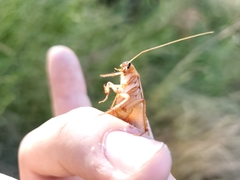 Shelfordella lateralis