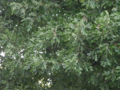 Bombycilla cedrorum