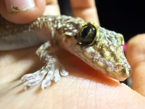 Gekko monarchus