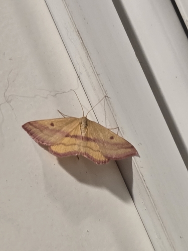 Chickweed Geometer Moth