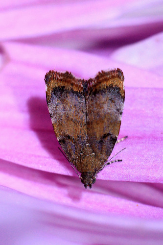 Apple Leaf Skeletonizer Moth