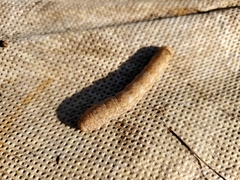 Noctuinae