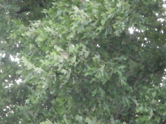 Bombycilla cedrorum