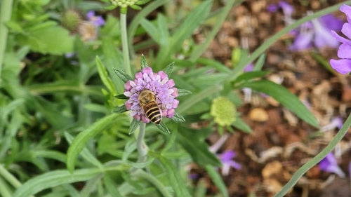 Asian Honey Bee