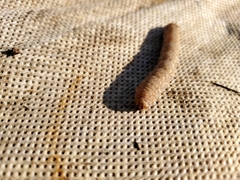 Noctuinae