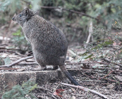 Potorous tridactylus