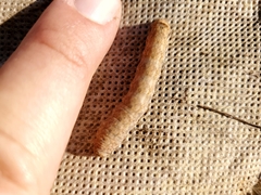 Noctuinae