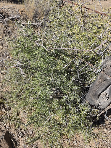 Desert Almond