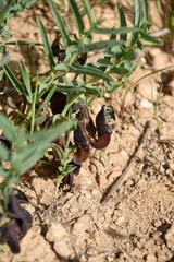 Aristolochia maurorum