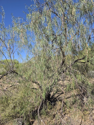 desert willow