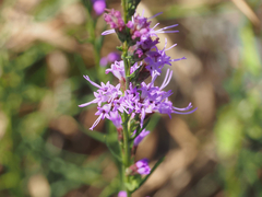 Liatris microcephala
