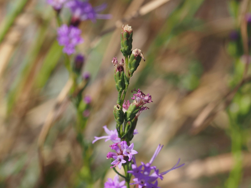 Liatris microcephala, photograph 1
