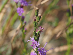 Liatris microcephala, photograph (c) carter, some rights reserved (CC BY)