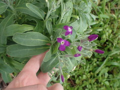 Matthiola incana