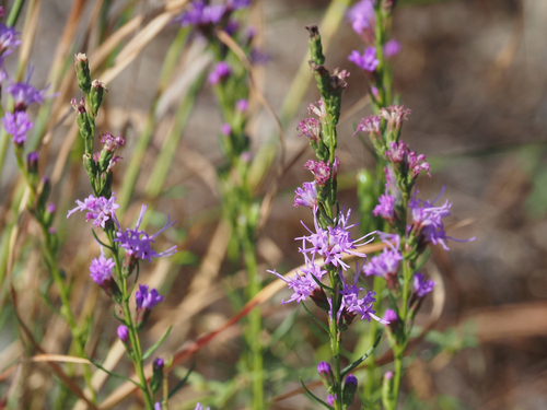 Liatris microcephala, photograph 2