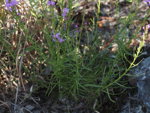 Liatris microcephala, photograph 3