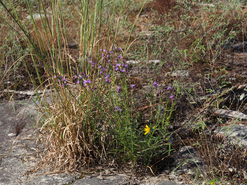 Liatris microcephala, photograph 4
