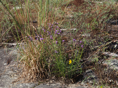 Liatris microcephala, photograph (c) carter, some rights reserved (CC BY)