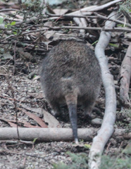 Potorous tridactylus