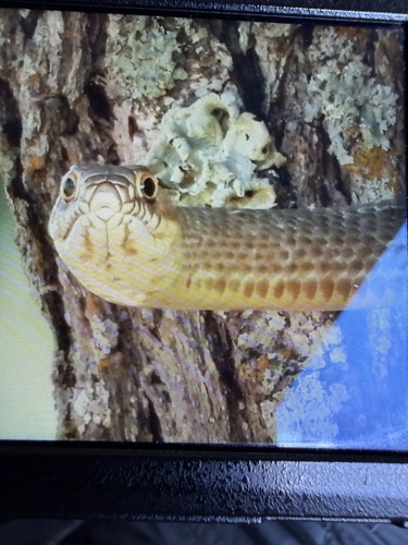 Common Coachwhip